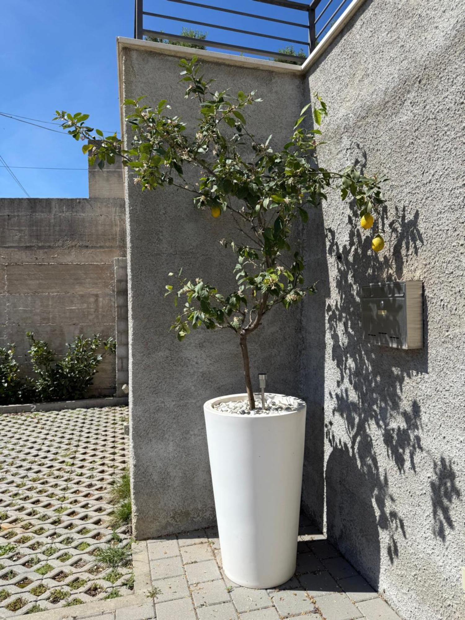 Lemon Tree Dubrovnik Apartments Kültér fotó